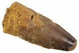 Juvenile Fossil Spinosaurus Tooth - Real Dinosaur Tooth #345875-1